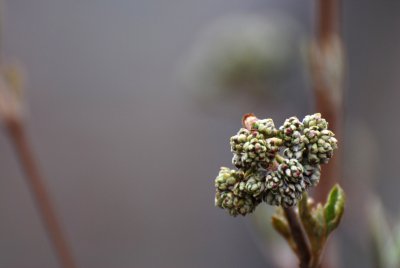 Viburnum opulus 'Roseum' - kalina obecná - pupen květ